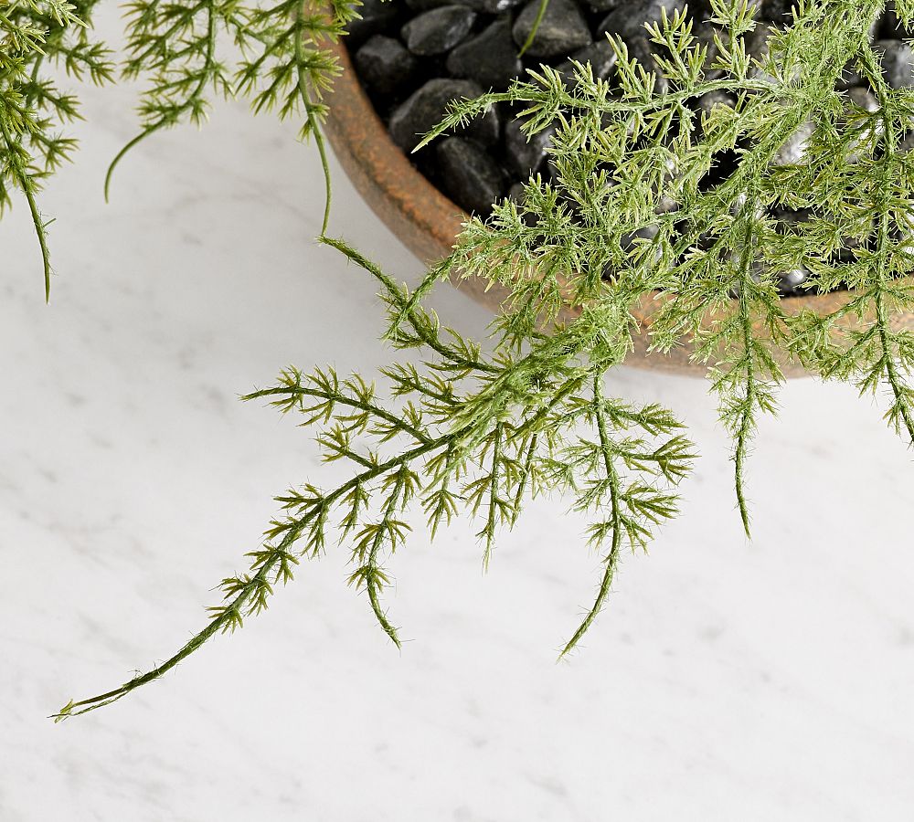 Faux Asparagus Fern Pottery Barn