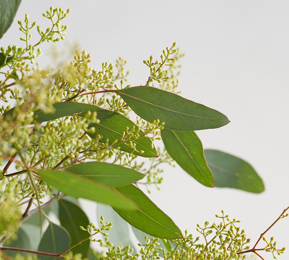 Fresh Seeded Eucalyptus Bunches Pottery Barn