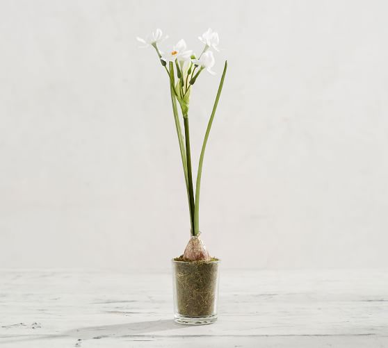 Faux Potted Paperwhites in Glass Vase Pottery Barn