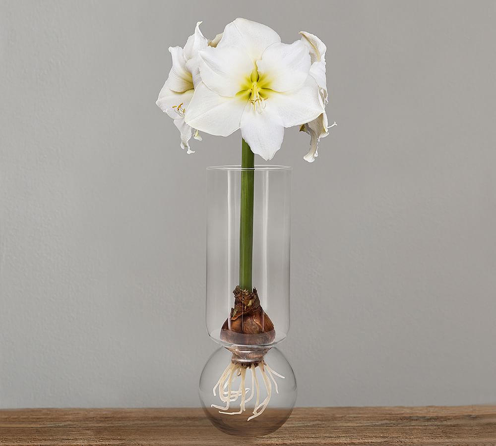 Live Amaryllis Bulb in Forcing Jar Artificial Flowers Pottery Barn
