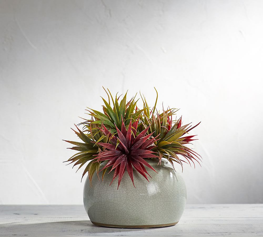 Faux Tillandsia Air Plant Pottery Barn