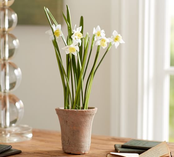 Faux Potted Daffodil Artificial Flowers Pottery Barn