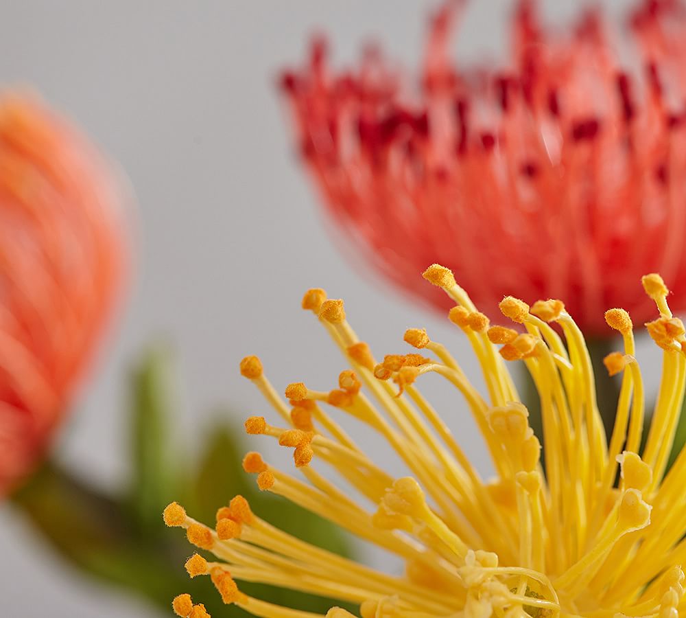 Pincushion Protea Bundle Artificial Flowers Pottery Barn