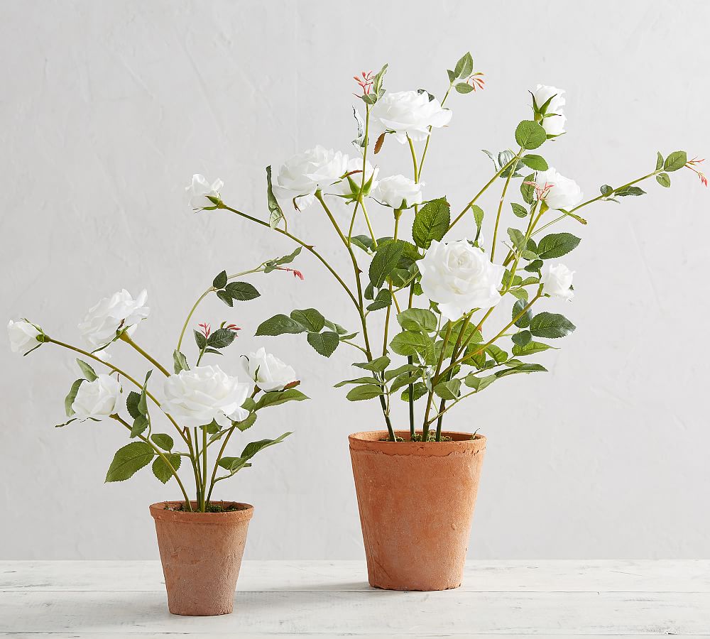 Faux Potted White Roses Pottery Barn