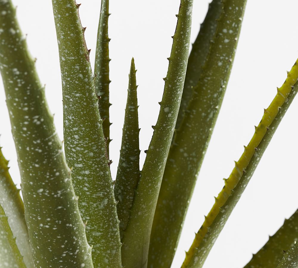 Faux Speckled Aloe Vera Plant In Terracotta Pot Pottery Barn