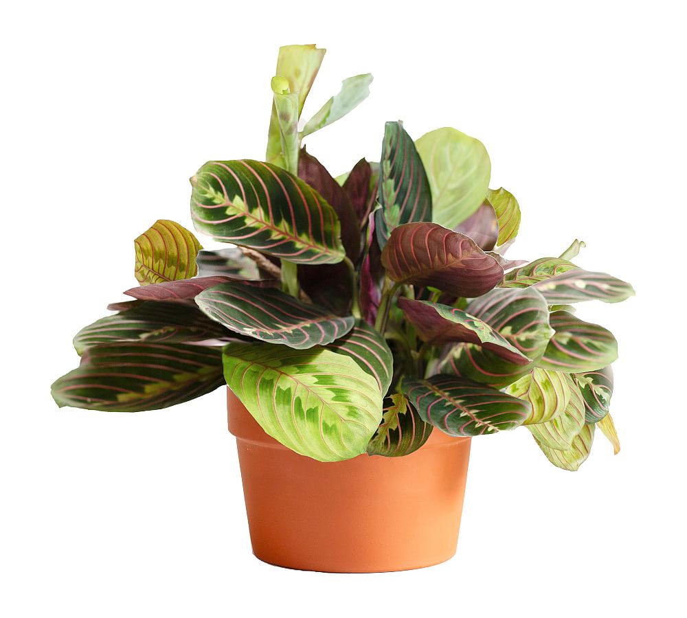 Live Maranta Plant in Terracotta Pot Pottery Barn