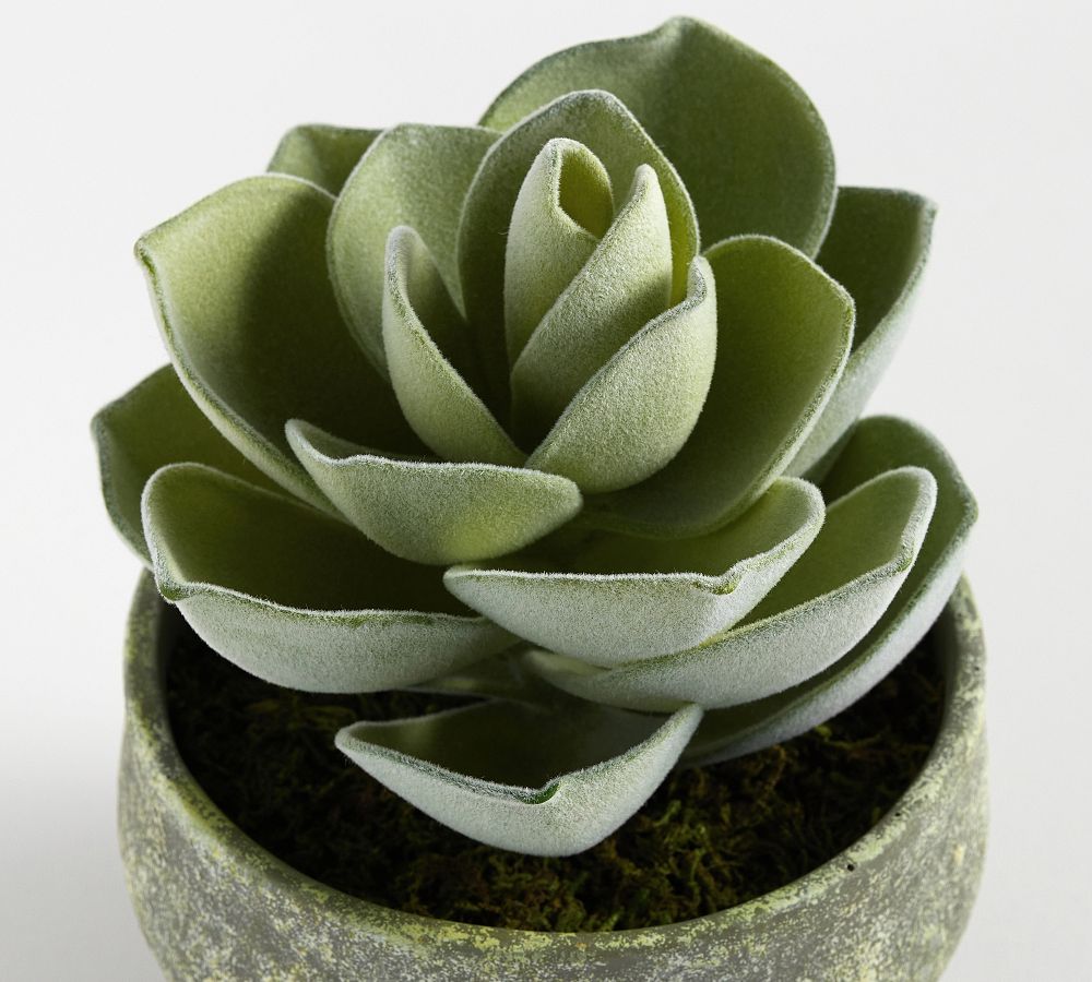 Faux Atlantis Faux Succulent Bowl Pottery Barn