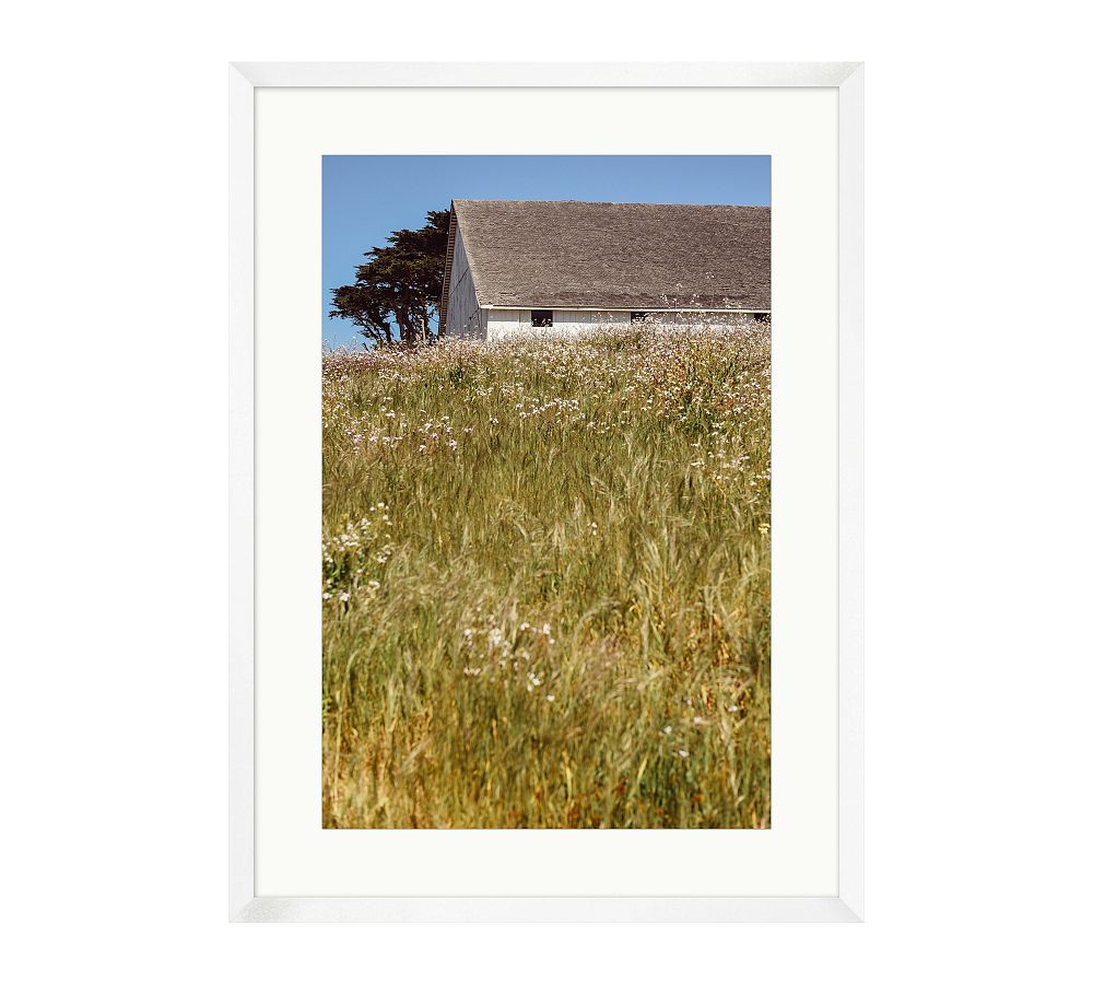 Whitewashed Barn and Cypress by Meg Haywood Sullivan