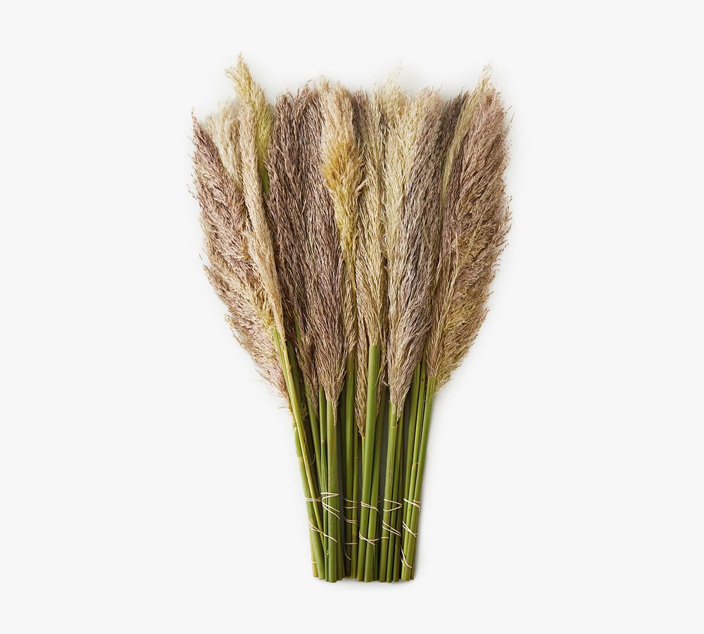 Live Pampas Grass Pottery Barn