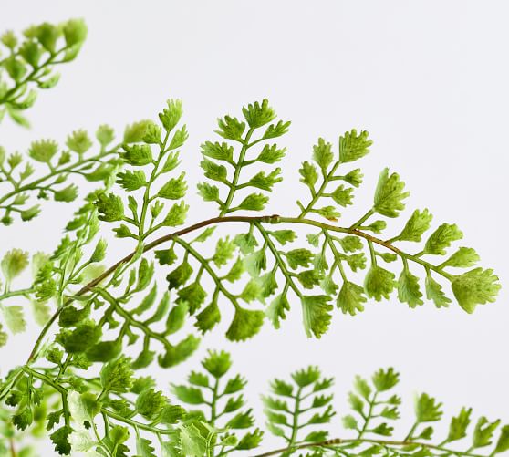 Faux Maidenhair Fern Pottery Barn