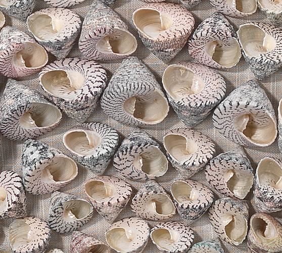 Trochidae Shell Shadow Box Wall Art Pottery Barn