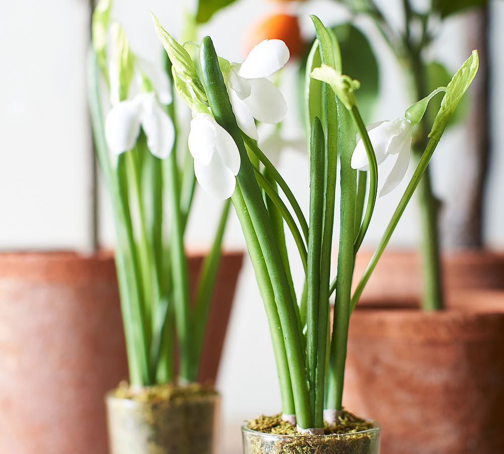 Faux Potted Paperwhites in Glass Vase Pottery Barn