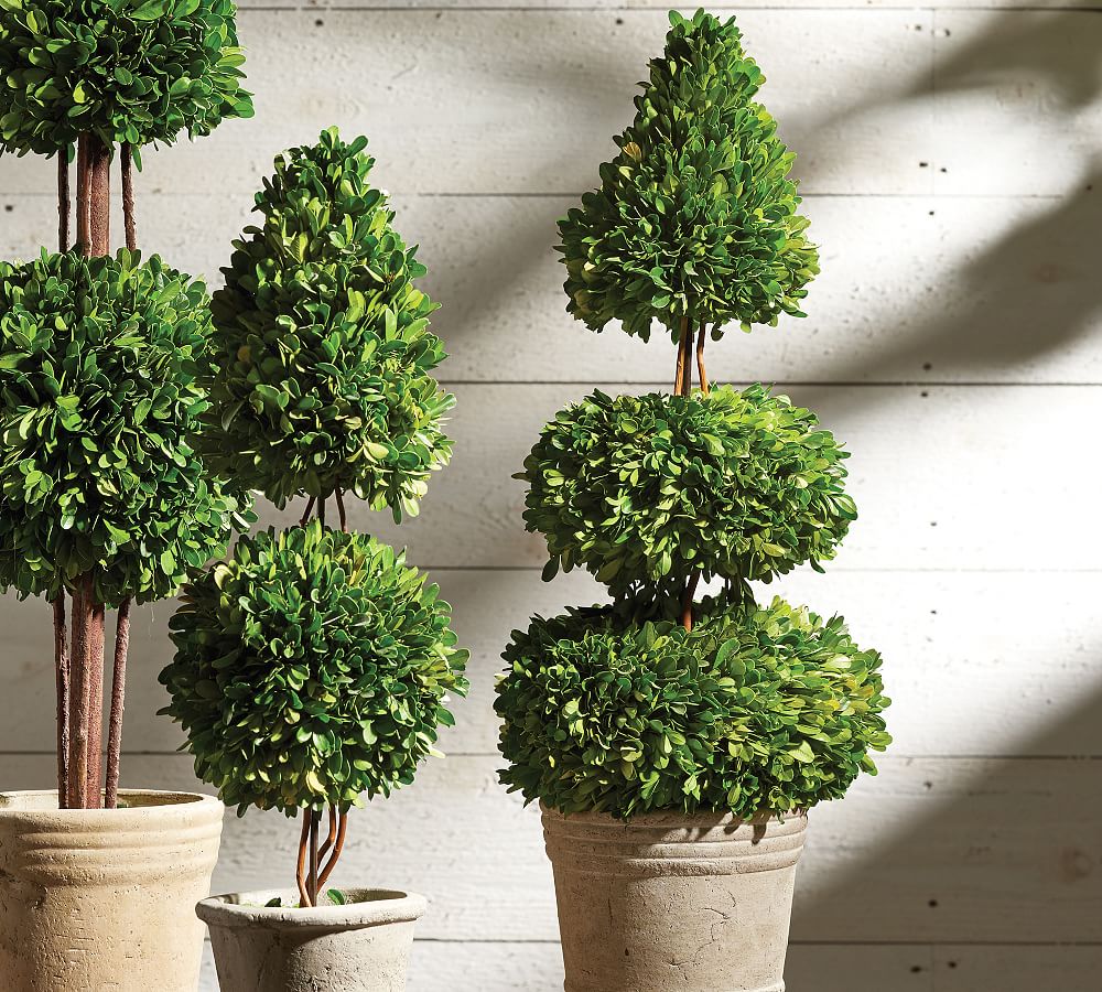 Preserved Boxwood Double Sphere & Cone Topiary Tree - 28