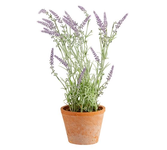 Faux Potted Lavender in Terracotta Pot | Pottery Barn