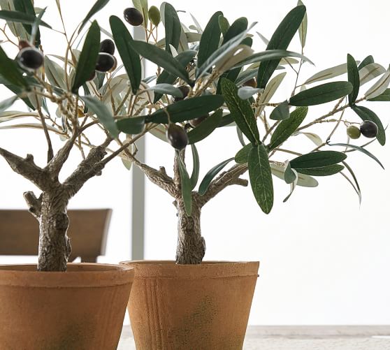 Faux Potted Mini Olive Tree | Pottery Barn