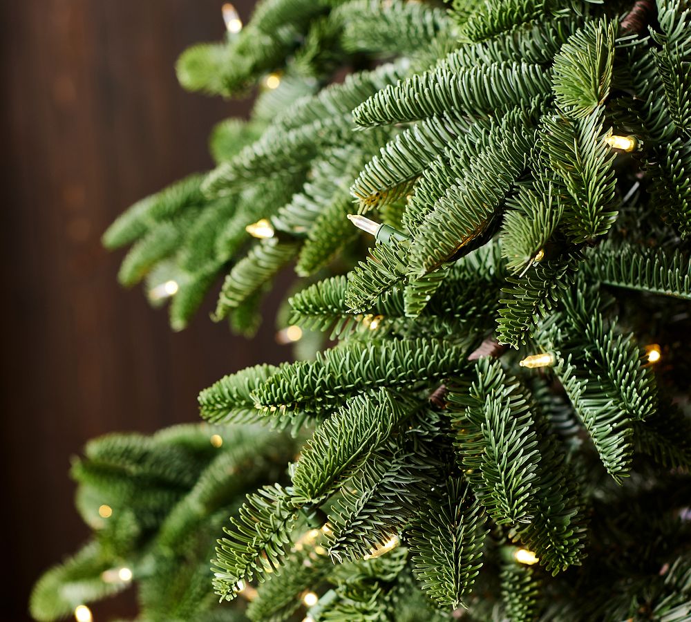 Lit Frasier Fir Faux Christmas Trees | Pottery Barn