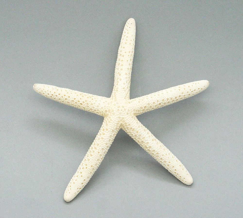 https://assets.pbimgs.com/pbimgs/rk/images/dp/wcm/202331/0095/linka-starfish-set-of-12-l.jpg