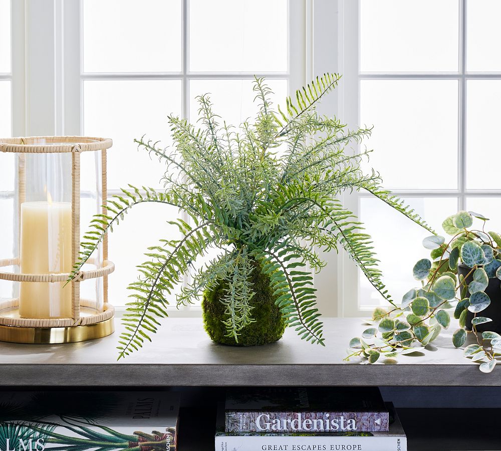 Fern and Moss Bonsai Sphere | Pottery Barn