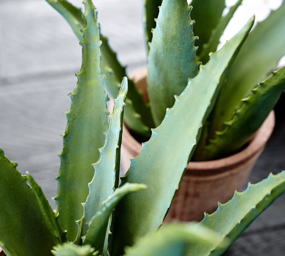 Faux Potted Spiked Aloe Plant Pottery Barn