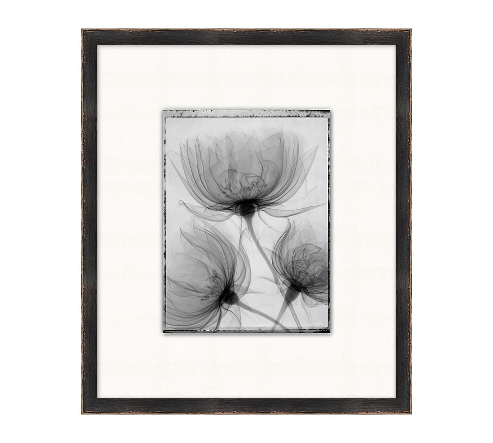 Floral X-Ray Botanical Prints | Framed Wall Art | Pottery Barn