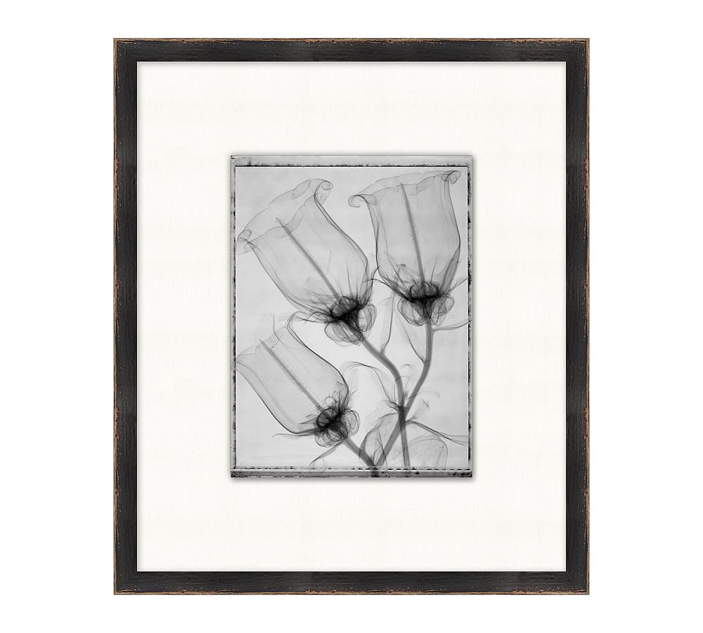 Floral XRay Botanical Prints Framed Wall Art Pottery Barn