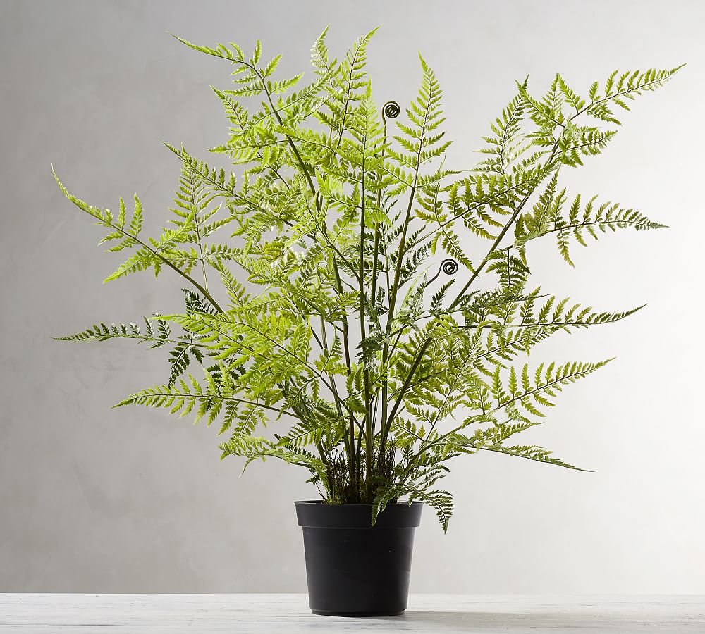 Faux Potted Tree Fern Pottery Barn