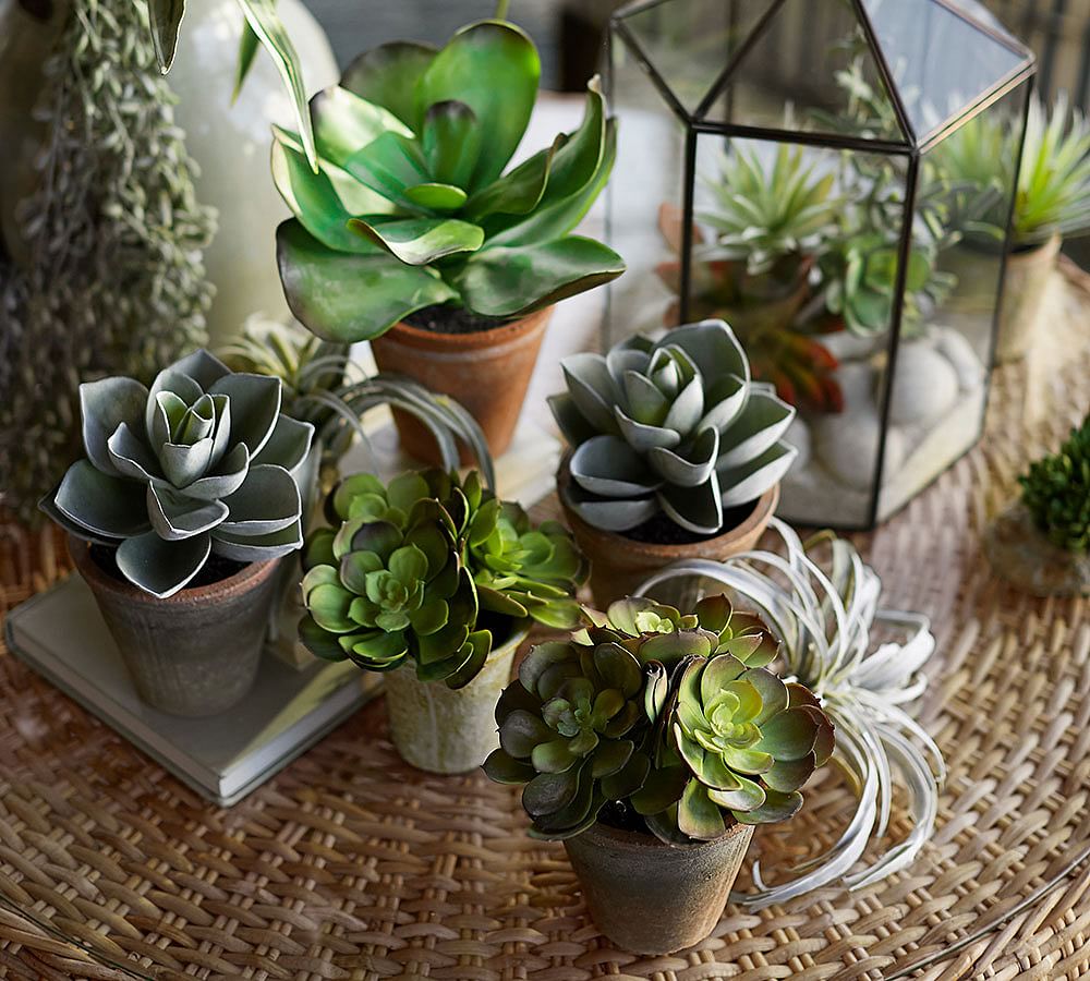 Faux Potted Jade Pottery Barn