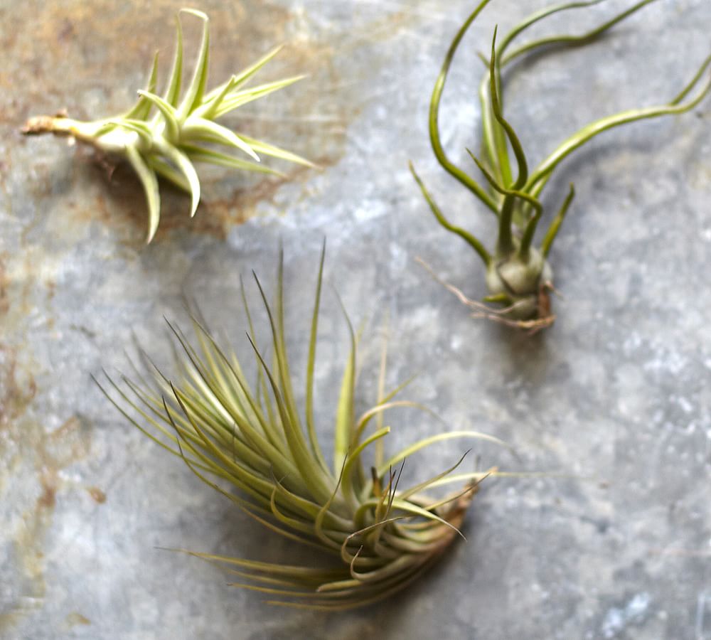 Live Air Plants, Set of 3 Pottery Barn
