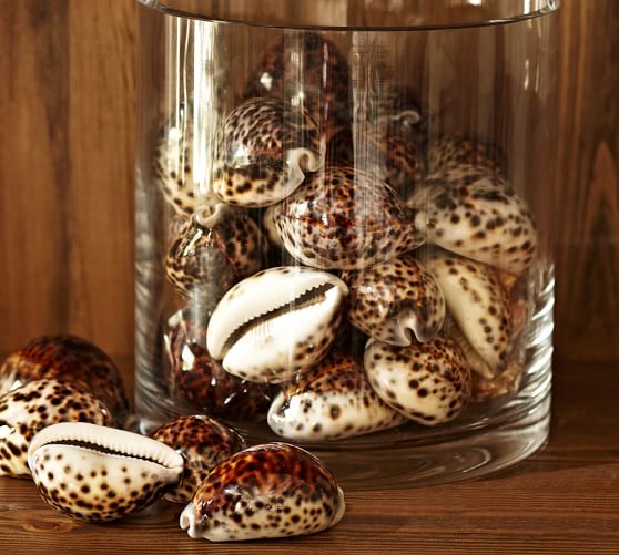 Cowrie Shell Vase Filler Pottery Barn