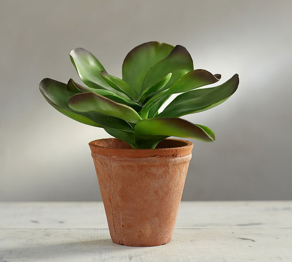 Faux Potted Jade Pottery Barn