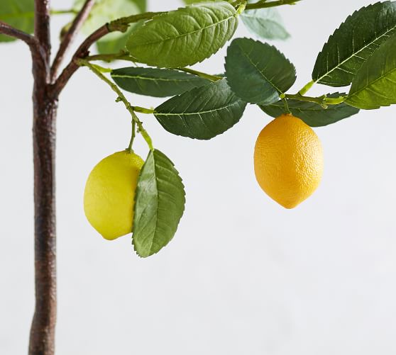 Faux Potted Lemon Trees Pottery Barn