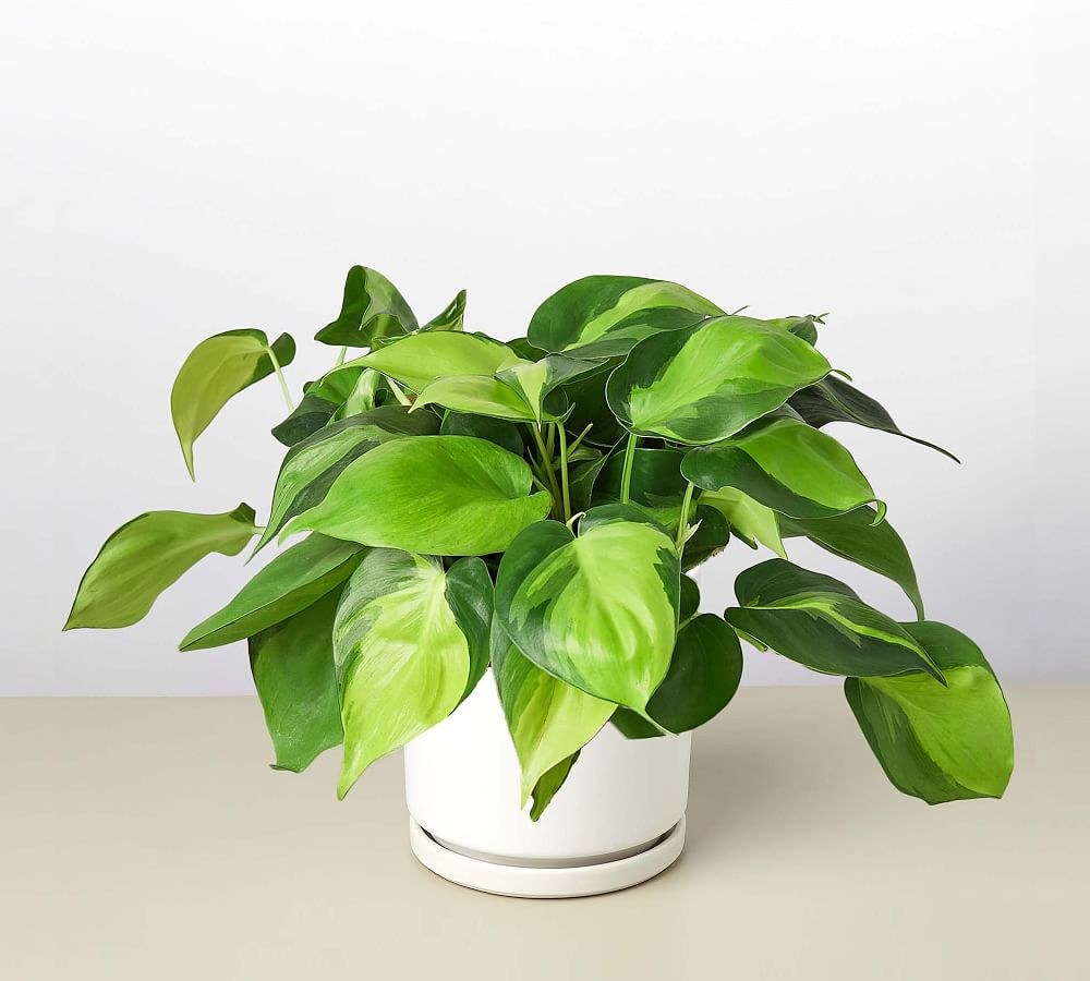 Live Philodendron Hederaceum in Planter