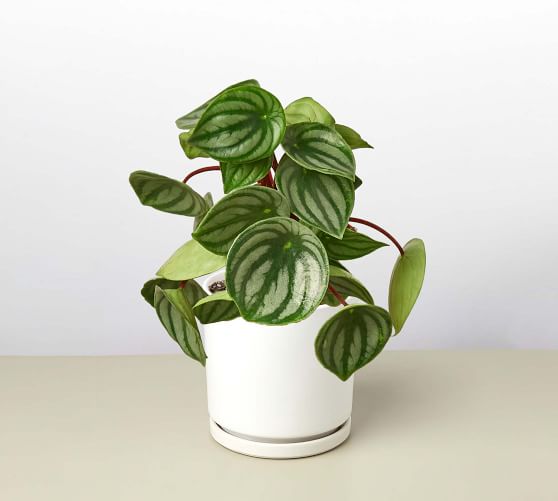 Live Peperomia In Planter | Pottery Barn