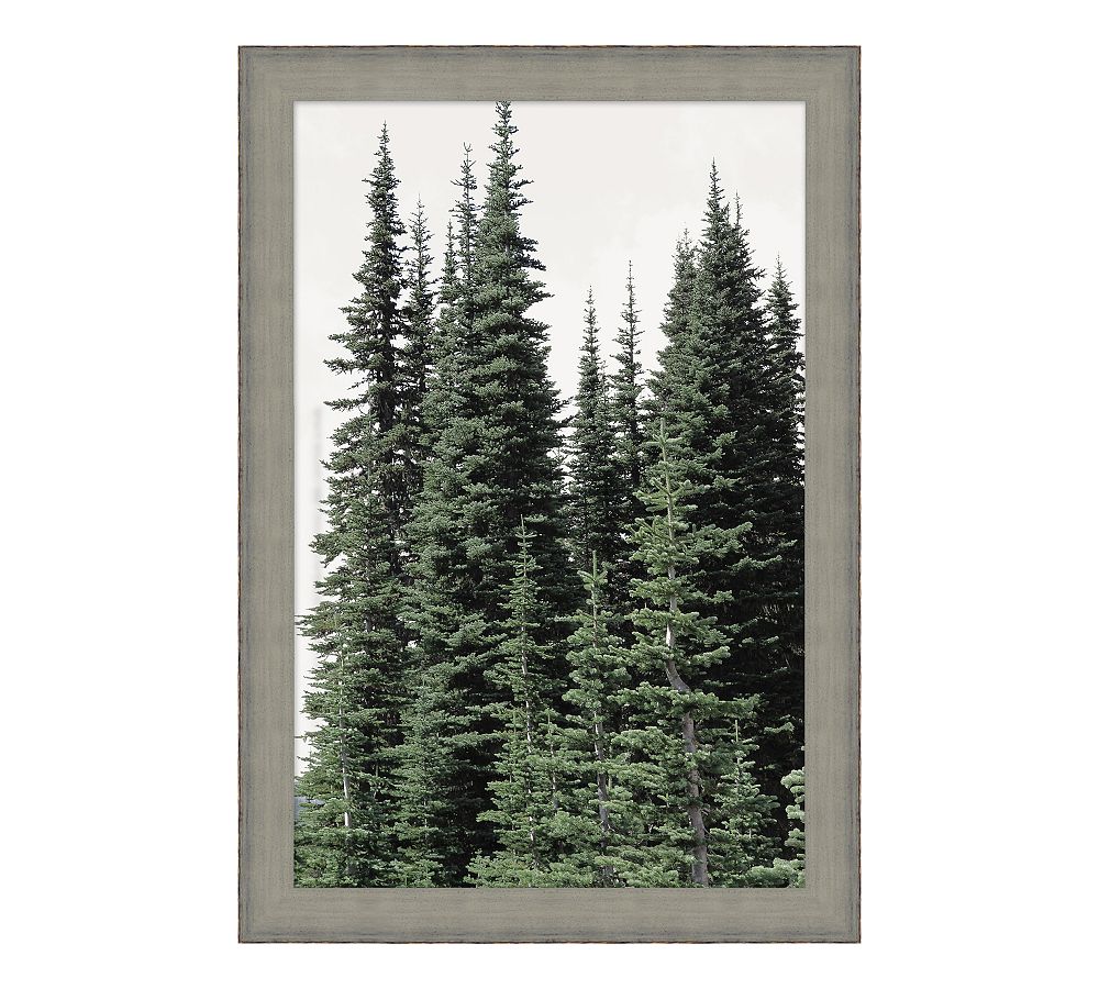 Mountain Evergreens Framed Print