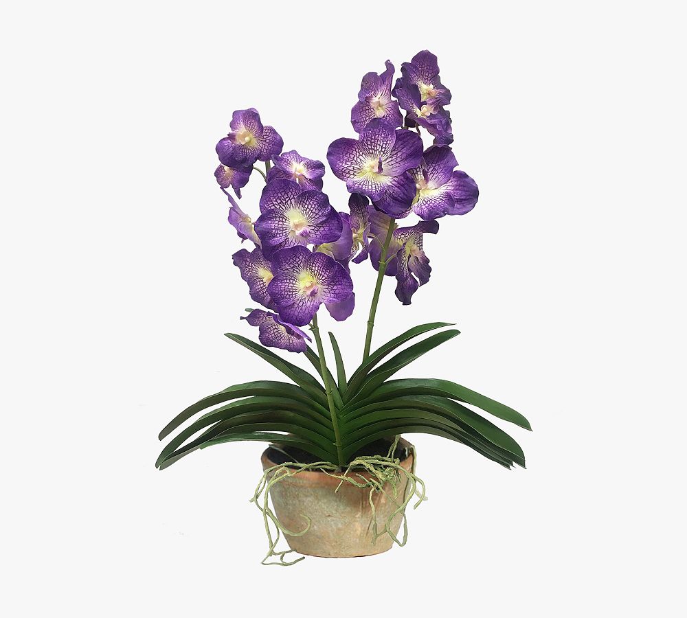 Orchidée Rose + Cache pot Transparent