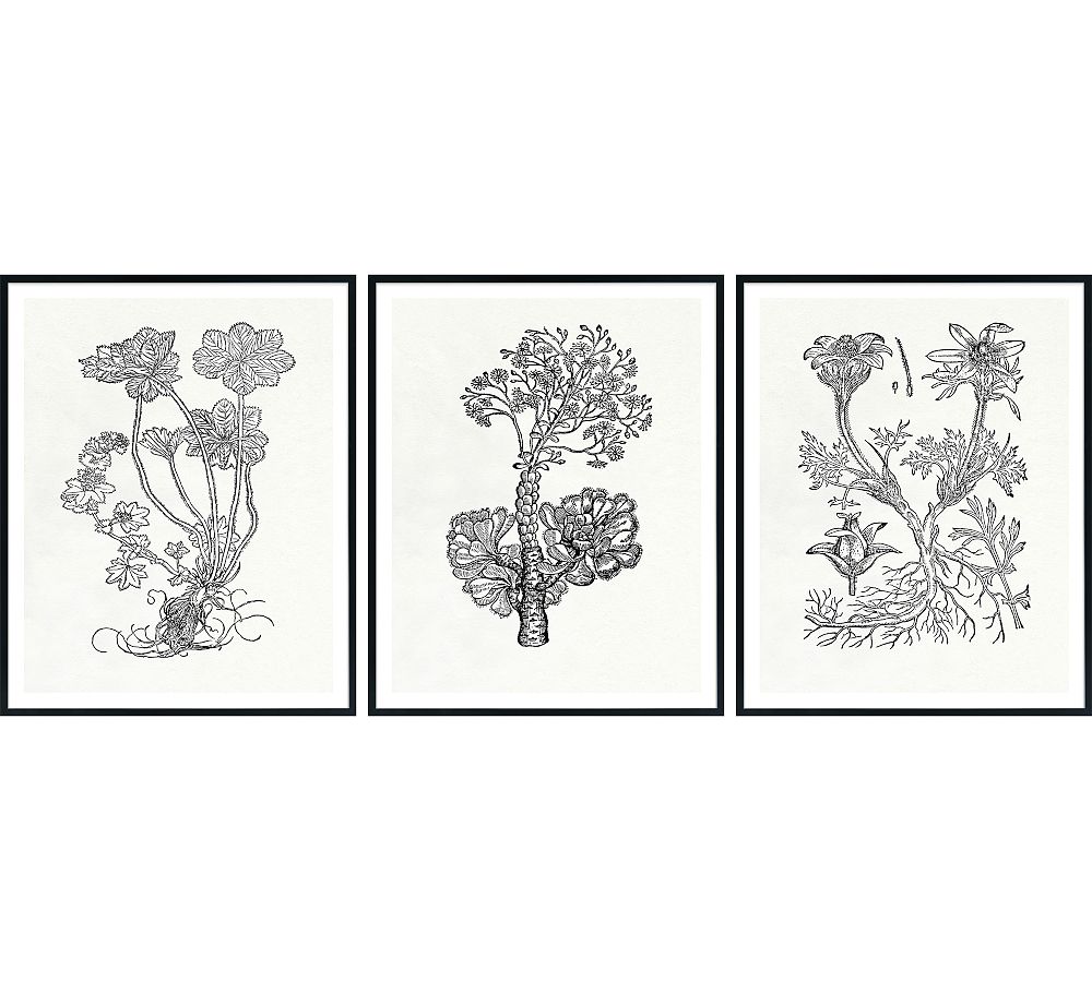 Botanical Study Series 1 Pottery Barn