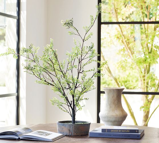 Faux Potted Sophora Tree Fern Pottery Barn