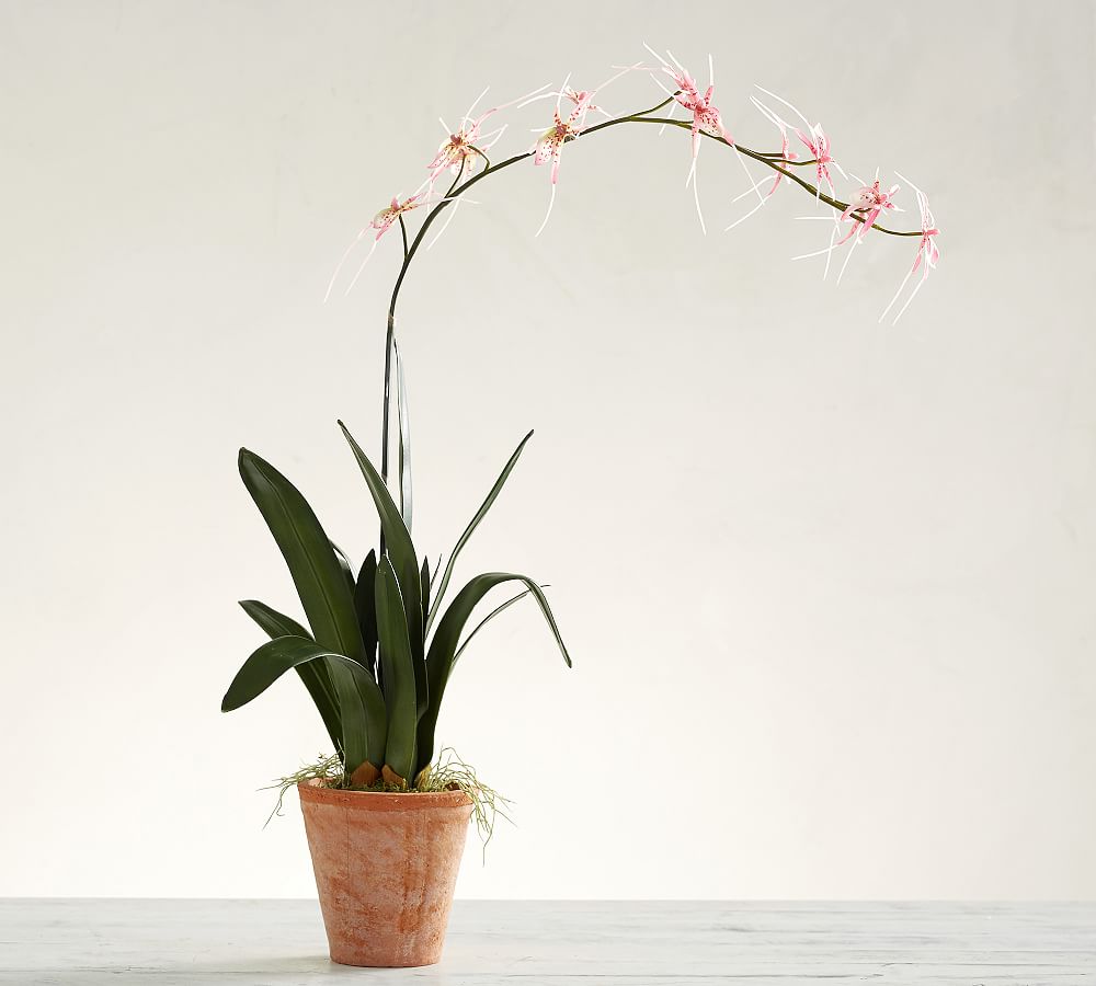 Faux Potted Pink Spider Orchid 