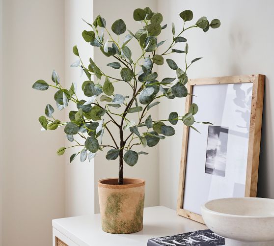 Faux Silver Dollar Eucalyptus Mini Tree Pottery Barn