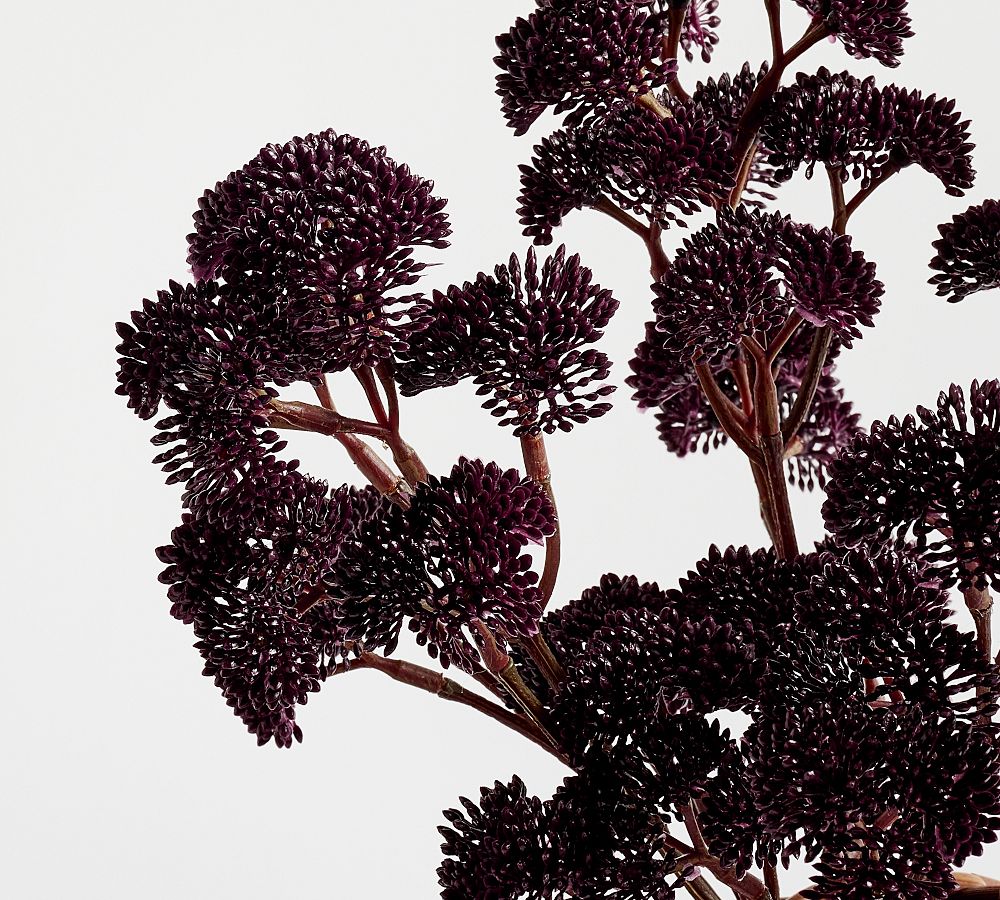 Faux Queen Anne's Lace Bouquet Pottery Barn