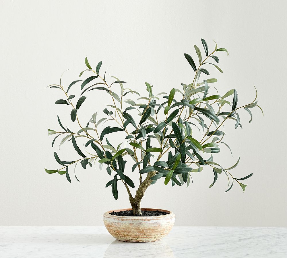 Faux Potted Olive Houseplant | Pottery Barn