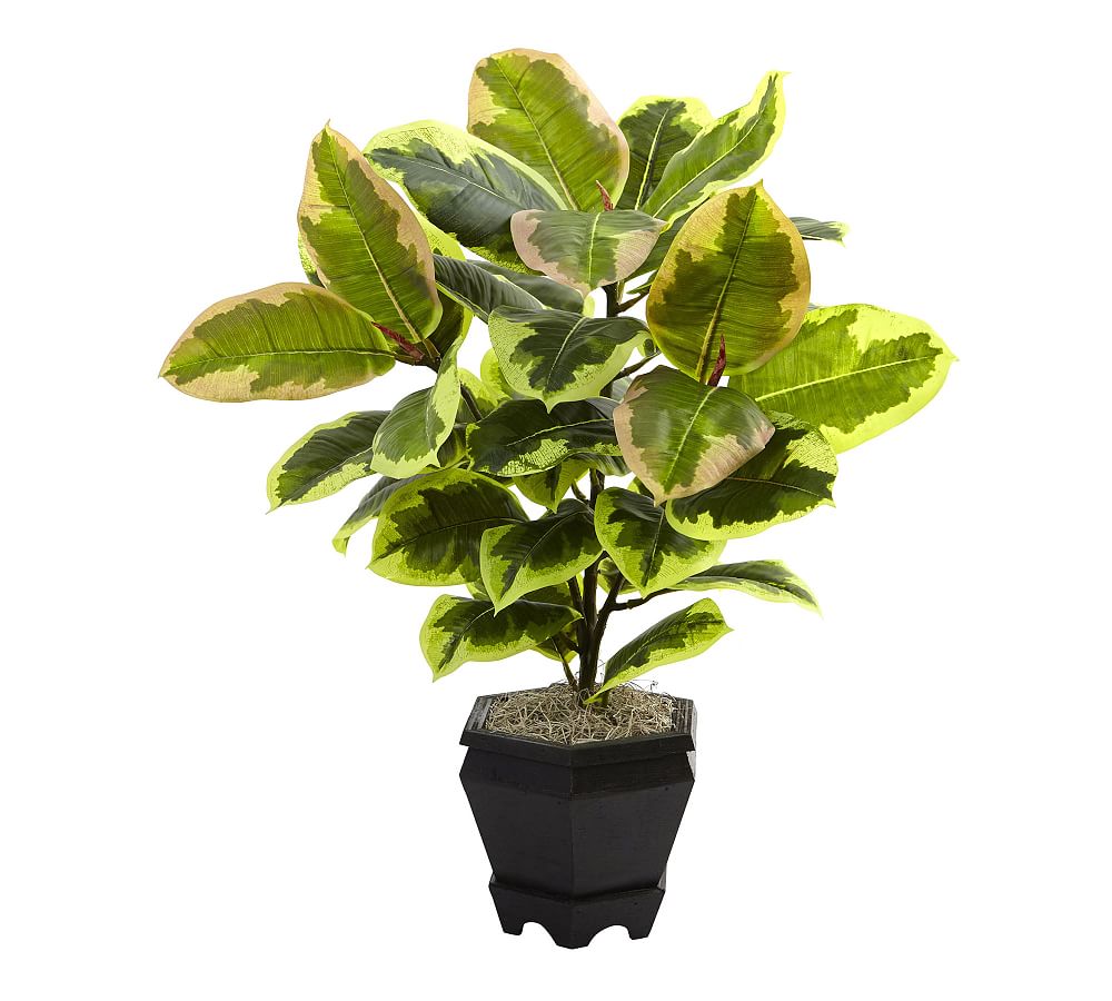 Faux Variegated Rubber Leaf Plant in Wood Planter