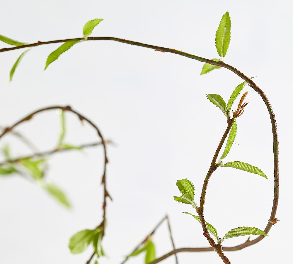 Live Curly Willow Branches, 3 Bunches - Pottery Barn