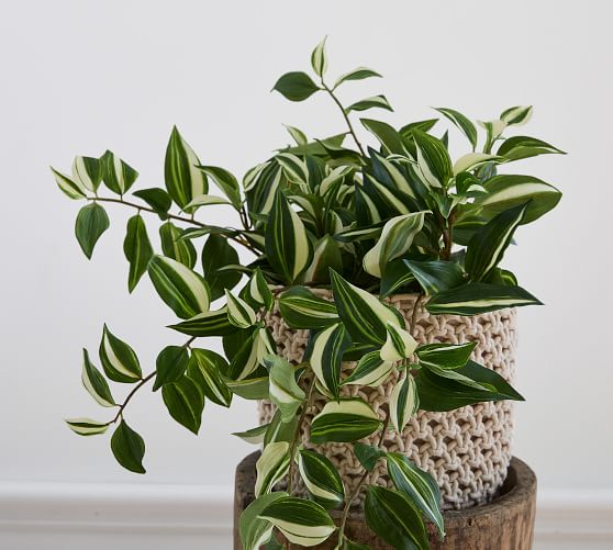 Artificial Plants, Tradescantia Hanging House Plant