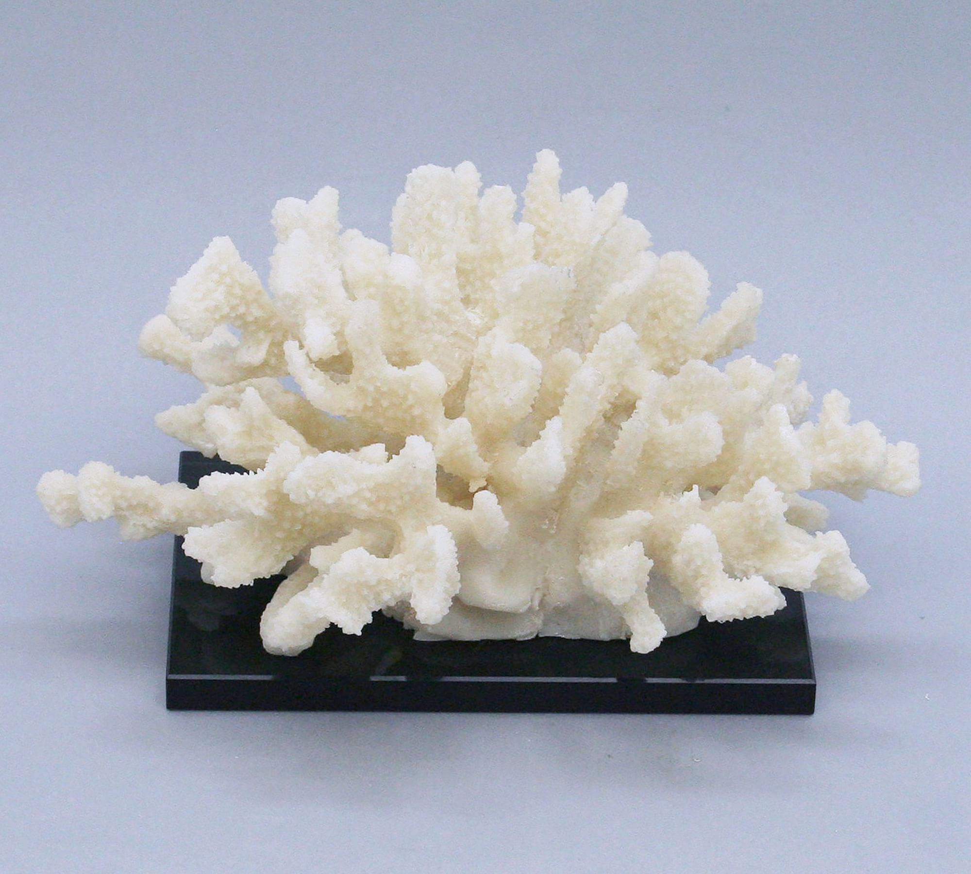 Cluster Coral On Black Glass Base