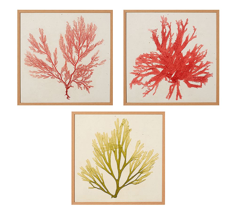 Framed Coral Prints