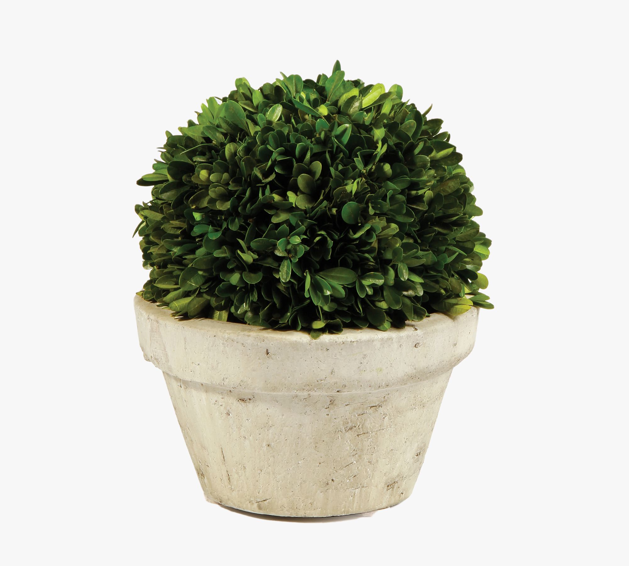 Preserved Boxwood Potted Ball