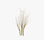 Live Curly Willow Branches | Pottery Barn