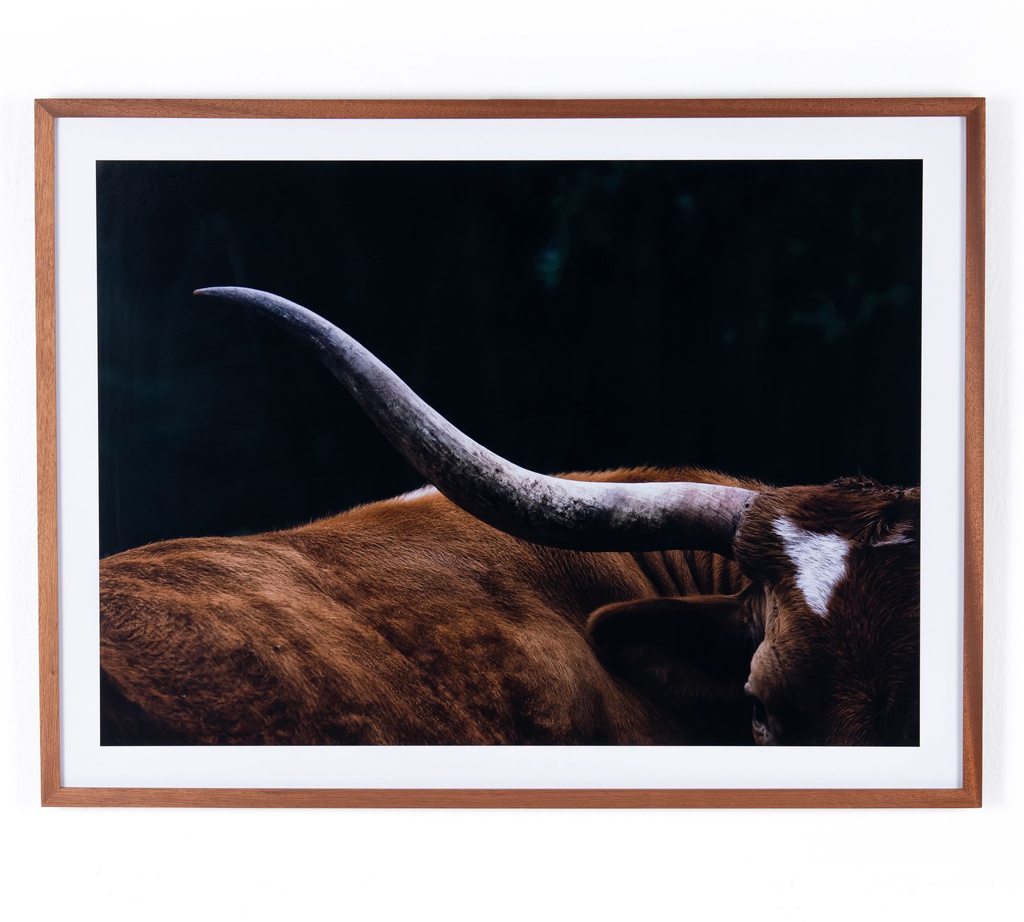 Longhorn Lull Framed Print
