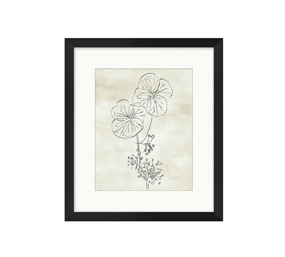 Blooming Sketch 5 Framed Print 13x15
